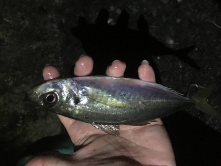 とりあえず5目釣り